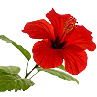 hibiscus flower