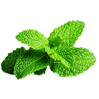 peppermint leaf